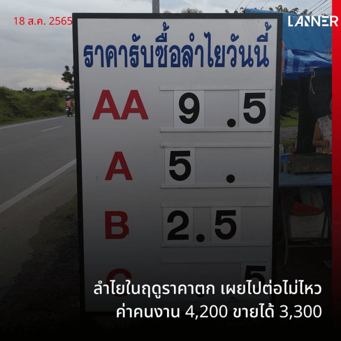 ลำไยในฤดูราคาตก เผยไปต่อไม่ไหว ค่าคนงาน 4,200 ขายได้ 3,300